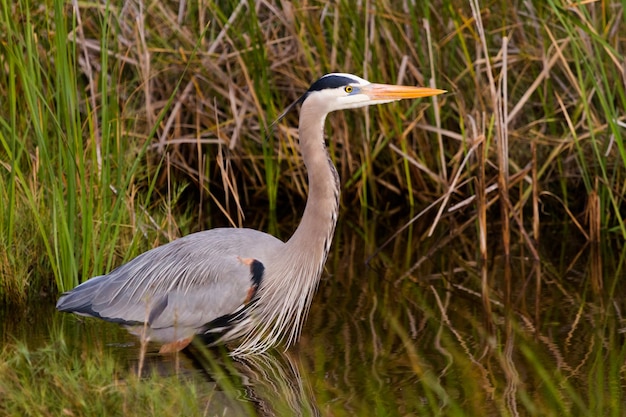 Garça-real em habitat natural em South Padre Island, TX.