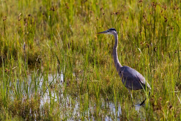 Garça-real em habitat natural em south padre island, tx.