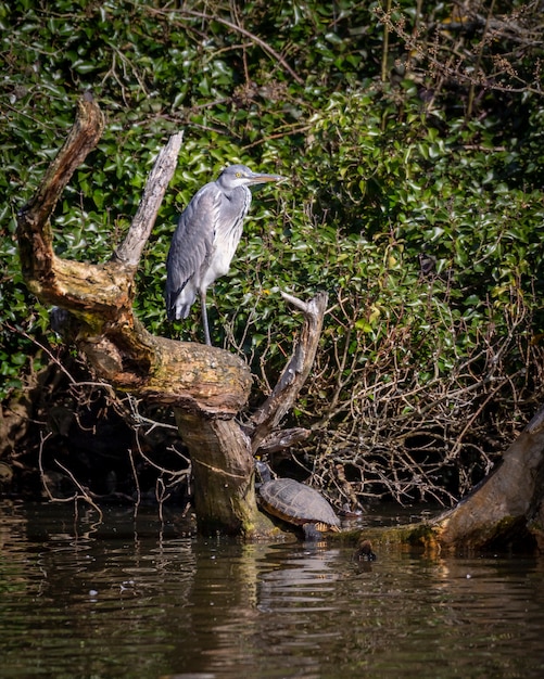 Foto garça-real em pé sobre uma perna em uma árvore morta na água com árvores verdes