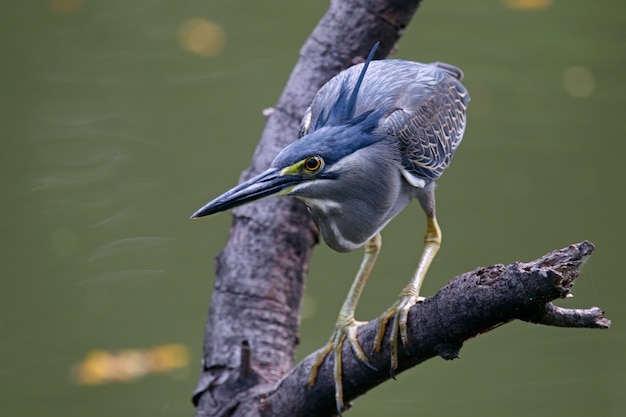 Garça-real estriada Butorides striata Belas aves da Tailândia