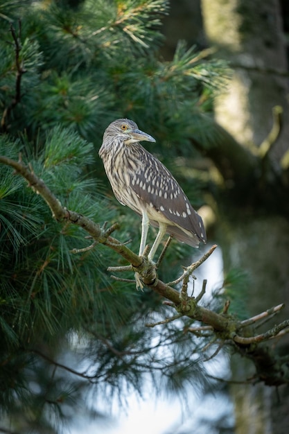 Garça-real majestosa empoleirada em um pinheiro em uma floresta