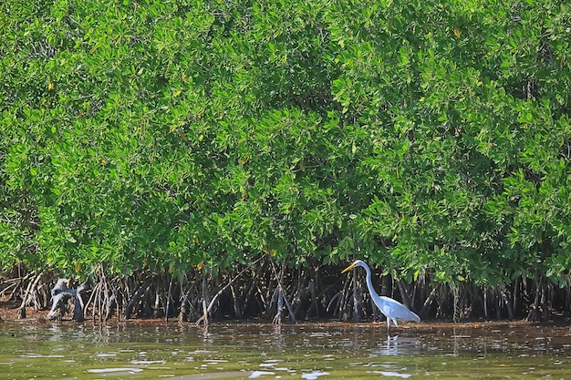 garça-real mangue, vida selvagem, garça-real na selva