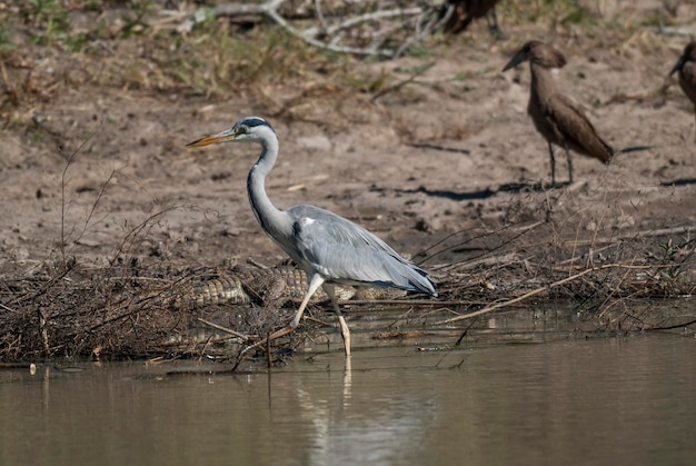 Garça-real pescando na África do Sul