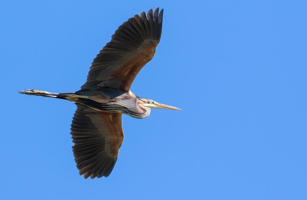 Garça-real roxa Ardea purpurea Um pássaro voa contra um céu azul