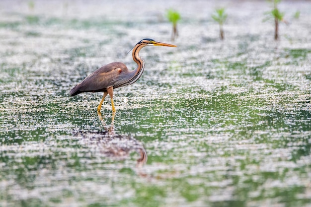 Garça-real roxa ou ardea purpurea vadeando no pântano