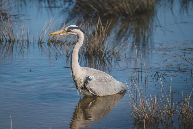 Garça-real solitária em um lago calmo