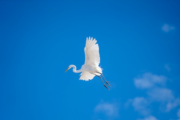 Garça-real voadora sobre fundo de céu azul. Malásia