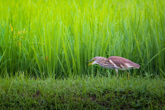 Foto garça rondar no campo.