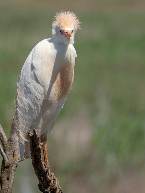 Garça-vaqueira (Bubulcus ibis) Málaga, Espanha