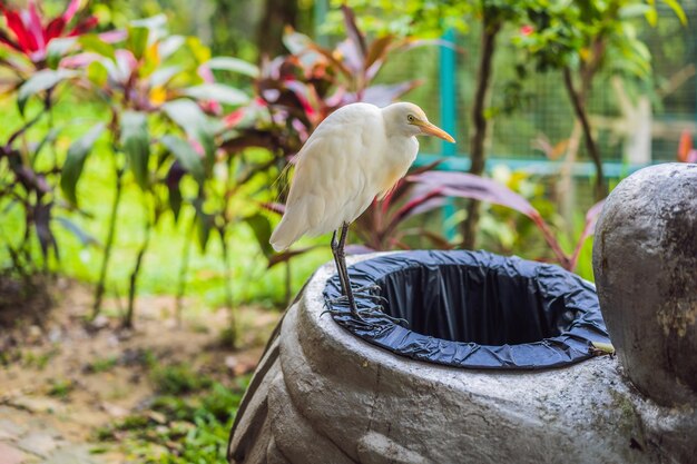 Garça-vaqueira Garça-vaqueira Bubulcus ibis Waters Edge cavando no lixo problemas ambientais