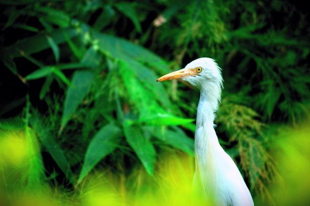 Garça-vaqueira no jardim em seu habitat natural