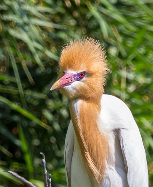 Garça-vaqueira oriental Bubulcus coromandus em bambu da Tailândia