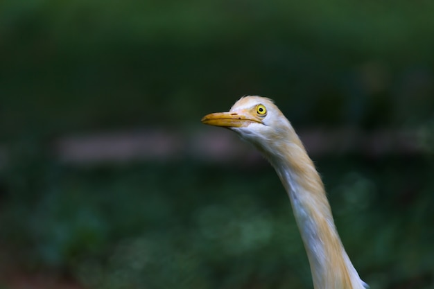 Garça-vaqueira ou conhecido como bubulcus Íbis em pé firmemente perto das plantas em busca de insetos e pragas