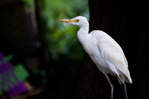 Garça-vaqueira ou garça-real conhecida como bubulcus Íbis em pé firmemente perto das plantas em busca de insetos e pragas