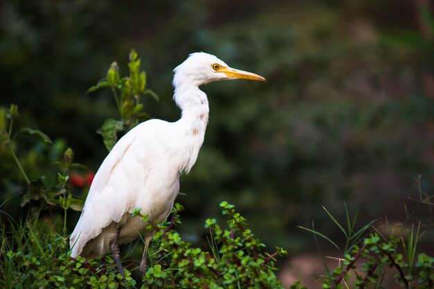 Garça-vaqueira ou garça-real conhecida como bubulcus Íbis em pé firmemente perto das plantas em busca de insetos