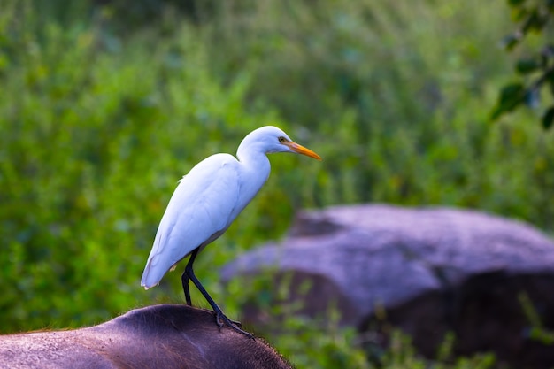 Garça-vaqueira ou garça-real conhecida como bubulcus íbis em pé firmemente perto das plantas em busca de insetos