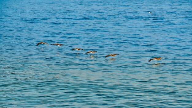 Foto garça voando muito perto da água no mar