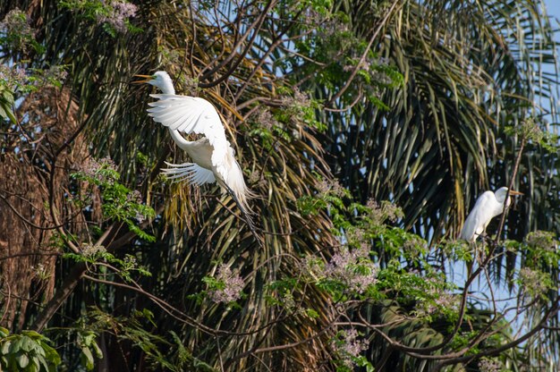 Garça, voo gracioso de uma bela garça no Brasil. Foco seletivo.