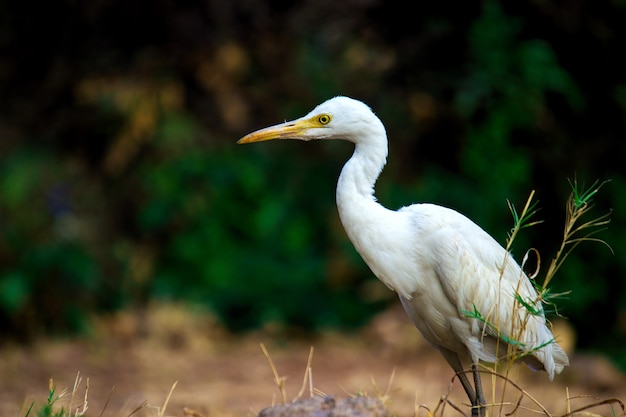 Garça