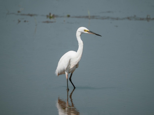 Garças Aves