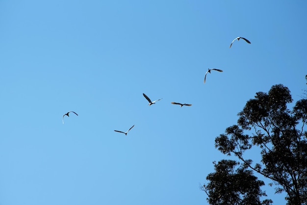 Garças lindas garças voando em um céu azul em uma pequena cidade no brasil foco seletivo de luz natural