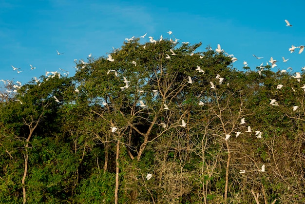 Garças reunidas em ninhada ardeidae