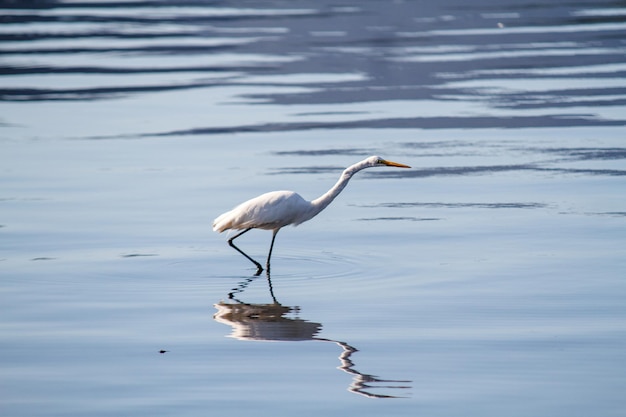 Garceta blanca al aire libre en la laguna Rodrigo de Freitas en Río de Janeiro