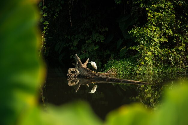 Garceta Blanca en el bosque