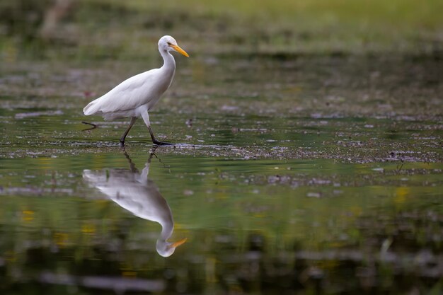 Garceta Blanca en busca de comida en el agua