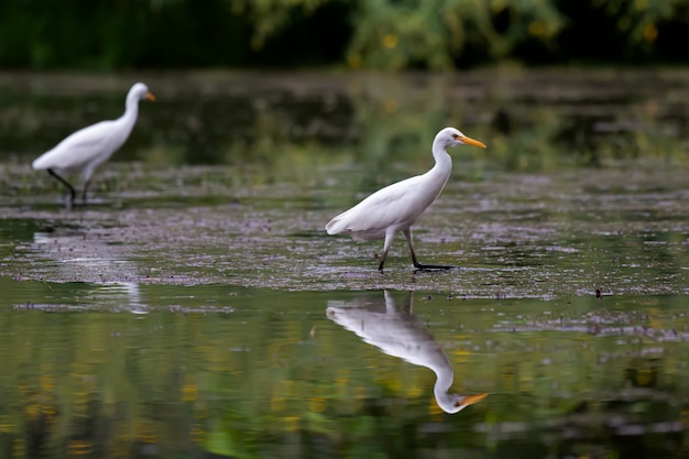 Garceta Blanca Buscando comida en el agua