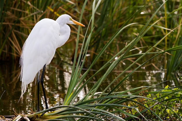 Garceta Blanca en hábitat natural en South Padre Island, TX.