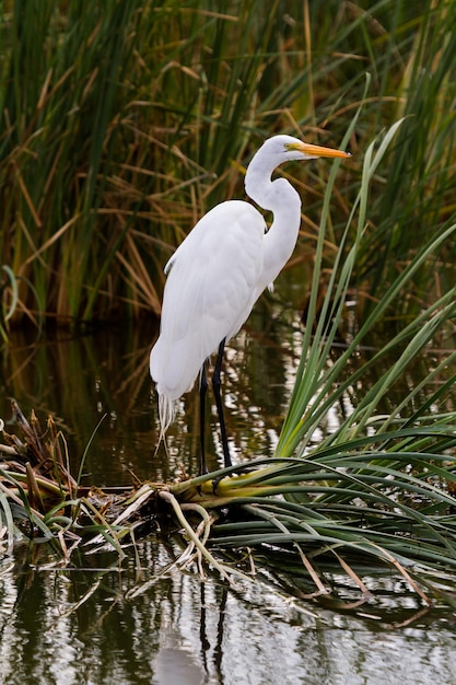 Garceta Blanca en hábitat natural en South Padre Island, TX.