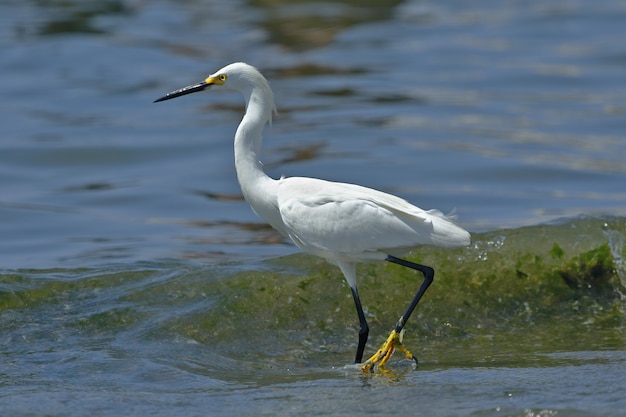 Garceta Blanca