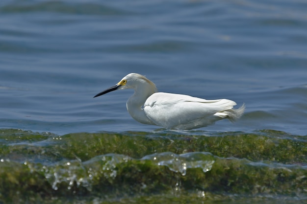 Garceta Blanca