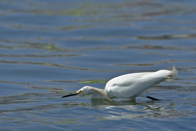 Garceta Blanca