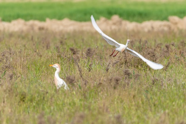 Garceta en el campo. Fauna silvestre