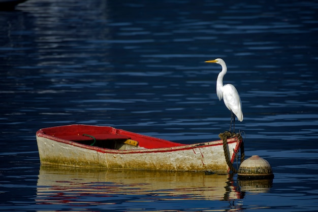 Garceta común en un bote rojo