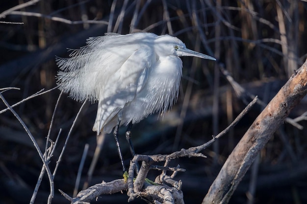 Garceta común Egretta garzetta Málaga España