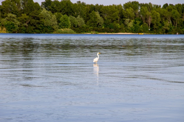 Garceta común o garza blanca Egretta garzetta en el río Dnieper