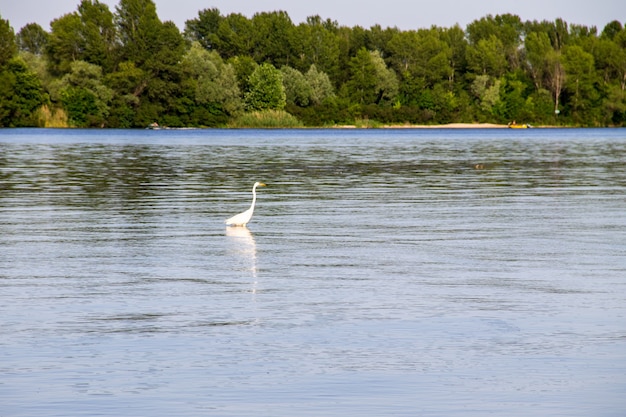 Garceta común o garza blanca (Egretta garzetta) en el río Dnieper