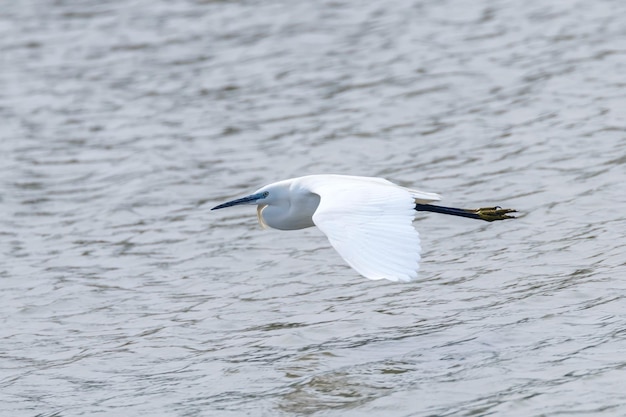 Garceta común en vuelo (Egretta garzetta) Garza blanca pequeña