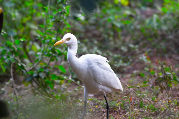 Garceta ganadera o conocido como el ibis bubulcus de pie firmemente cerca de las plantas para insectos y plagas