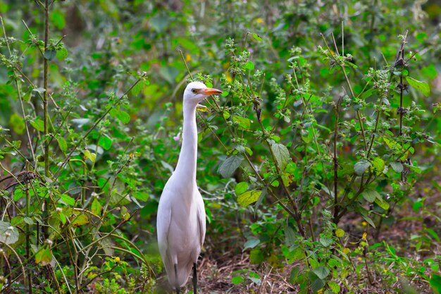 Garceta ganadera o conocido como el ibis bubulcus de pie firmemente cerca de las plantas para insectos y plagas