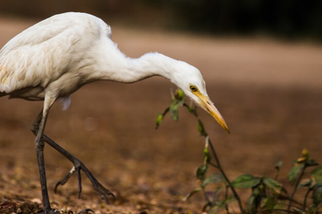 Garceta ganadera o Heron conocido como bubulcus ibis de pie firmemente cerca de las plantas para insectos y plagas