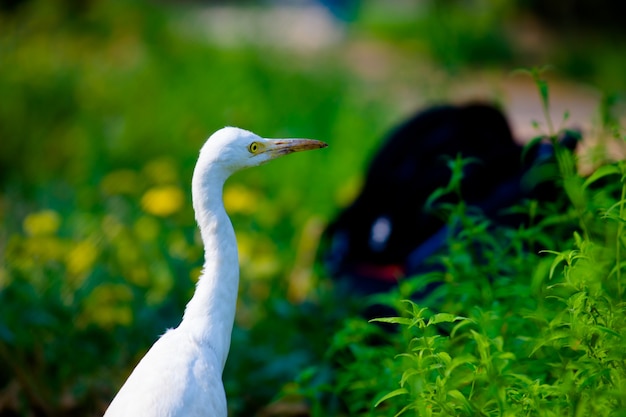 Garceta ganadera o Heron conocido como bubulcus ibis de pie firmemente cerca de las plantas para insectos y plagas