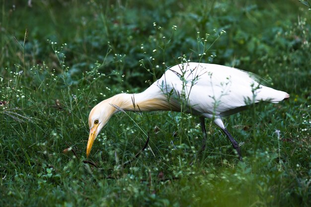 Garceta ganadera o Heron conocido como el ibis bubulcus de pie firmemente cerca de las plantas para los insectos