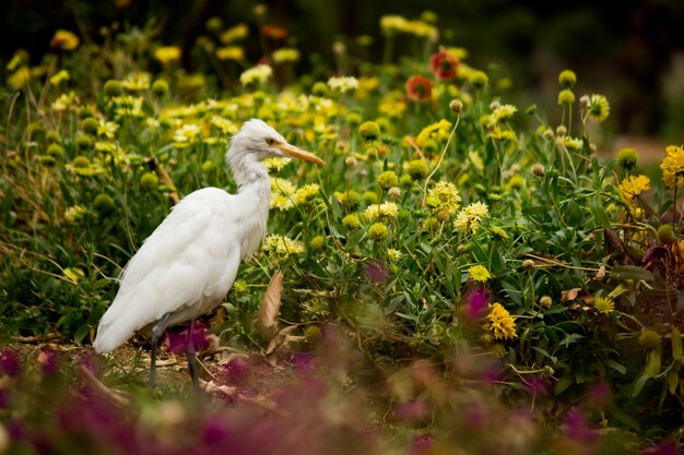 Garceta ganadera o ibis bubulcus en su entorno natural en el parque público en Hyderabad, India