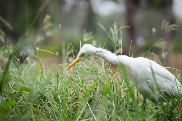 Garceta ganadera o ibis bubulcus en su entorno natural en el parque público en Hyderabad, India