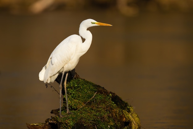 Garceta grande adulto con plumaje blanco sentado en la rama rodeada de agua