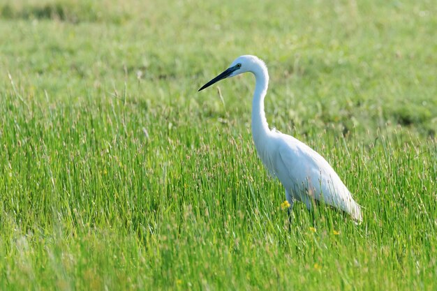 Garceta grande (Ardea alba) Garceta común